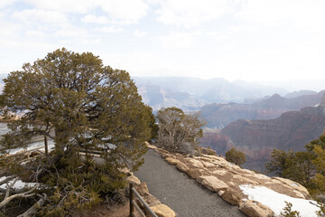 Fototapeta na wymiar Juniper trees at the South Rim at Grand Canyon National Park in winter, Arizona, USA