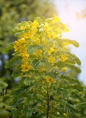 beautiful yellow Cassia Surattensis flowers in the garden