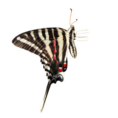 A zebra swallowtail butterfly (Eurytides marcellus) cut out and isolated on a transparent...