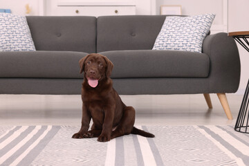Cute chocolate Labrador Retriever puppy on rug at home. Lovely pet