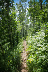 Trail in beautiful lush forest full of aspen trees and overgrown fern plants in Mancos Colorado in summer