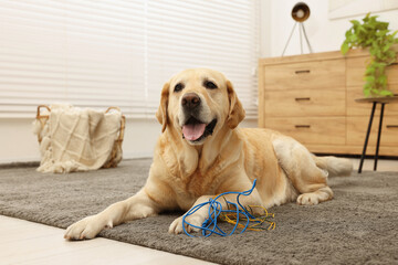 Naughty Labrador Retriever dog near damaged electrical wire at home