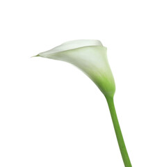 Beautiful calla lily flower isolated on white