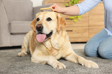 Woman brushing cute Labrador Retriever dog at home, closeup