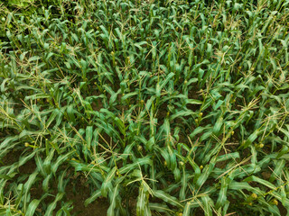 Green maize crop growing at farm
