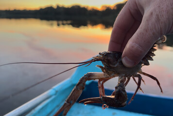 Crayfish in fisherman's hand on  lake. Illegal Catching crayfish and illegal Crayfishing on river....