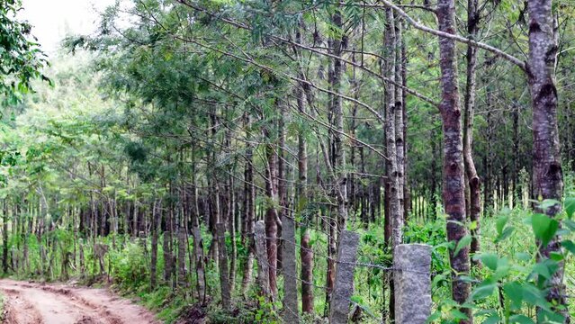 Silver Oak tree, Grevillea robusta tree or Kalla tree or Proteaceae tree