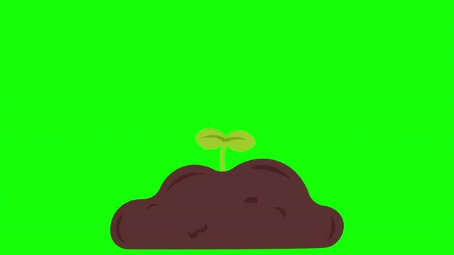 2d animated watering plant seeds on green screen