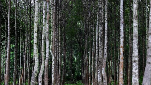 Silver Oak tree, Grevillea robusta tree or Kalla tree or Proteaceae tree