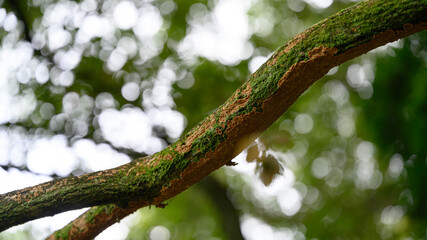 木漏れ日に輝く蜘蛛の巣に吊られたどんぐりの実