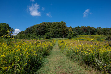 Fototapeta na wymiar Grassland trail through a meadow of goldenrod and other native perennial plants and grasses on an autumn day. Goldenrod are species found in open areas such as meadows, prairies, and savannas.