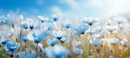 Schilderijen op glas Blue daisy cosmos flowers field. Generative AI technology. © Hero Design