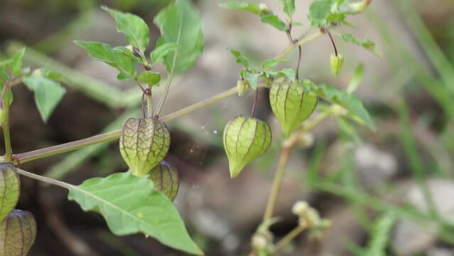 Physalis angulata (ceplukan, ciplukan, husk tomatoes, groundcherries, physalis peruviana, Inca berry, Cape gooseberry, poha berries, golden berries) tropical plant that is useful for medicine or fruit