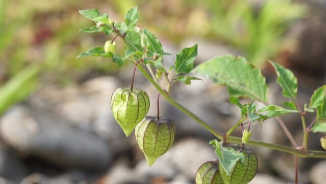 Physalis angulata (ceplukan, ciplukan, husk tomatoes, groundcherries, physalis peruviana, Inca berry, Cape gooseberry, poha berries, golden berries) tropical plant that is useful for medicine or fruit