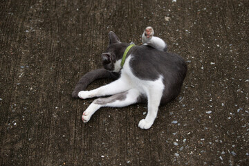 Thai cat lying on the floor in the park, selective focus