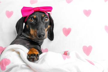 Cute little dachshund dog with pink bow lies in cozy bed with heart, coquettishly tilting his head,...