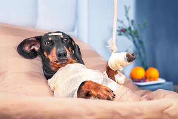 Dog patient of hospital lies in bed in ward for treatment, rehabilitation is bandaged, hand is hung in cast, plaster on head Elderly sick dachshund with injuries after accident is recovering in clinic - obrazy, fototapety, plakaty