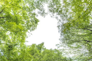 林を見上げると木々と空の中心にコピースペースがある