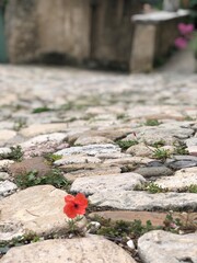 Poppy in the Cobble Stone Street