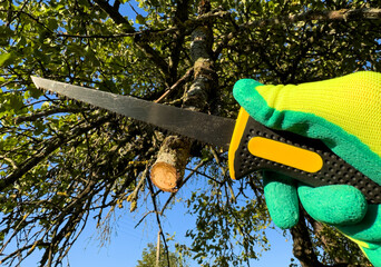 Saw branch. Cut branch use branch saw. Cutting branches on apple tree use Garden saw. Trimming tree...