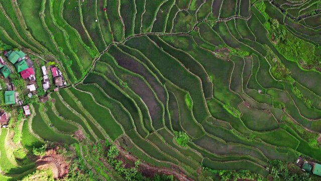 Drone's Glimpse Of Majestic Rice Terraces