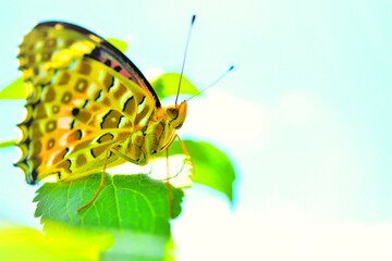 白背景にステビアの緑の葉に羽をとじて止まるツマグロヒョウモン蝶、雌