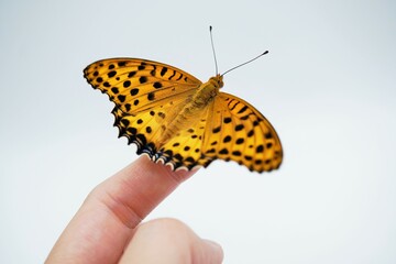 Fototapeta na wymiar 白バックに女性の指に羽を広げて止まるオレンジ色のツマグロヒョウモン蝶、オス
