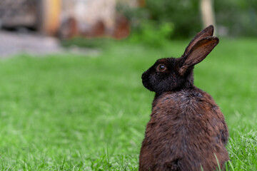 Black rabbit on green grass eat grass. Rabbit with big ears walking in the garden on the lawn....