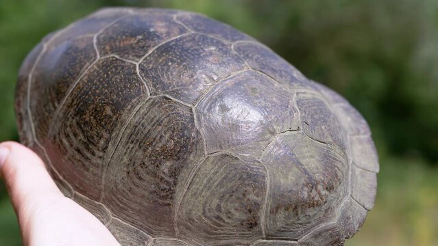 Close up, European Pond Turtle in Hands on a Blurred Green Background of Nature. Close up, macro. Cells. Turtle shell texture. Sunny, summer day. Wildlife. Sunlight. Body part.