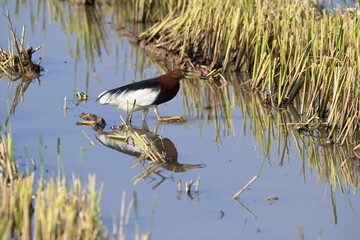 Chinese pond heron on rice field.