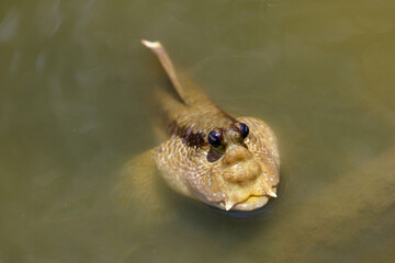 Close-up of Mudskipper or Amphibious fish in the mud at Samut Prakan, Thailand.