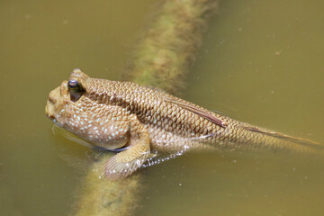 Close-up of Mudskipper or Amphibious fish in the mud at Samut Prakan, Thailand.