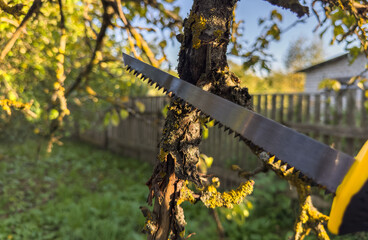 Saw branch. Cut branch use branch saw. Cutting branches on apple tree use Garden saw. Trimming tree...