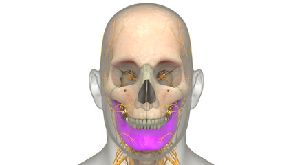 Human Skeleton System Skull Bone Parts Mandible Anatomy