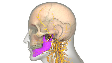 Human Skeleton System Skull Bone Parts Mandible Anatomy