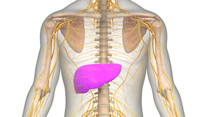 Human Internal Digestive Organ Liver Anatomy