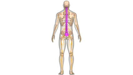 Spinal Cord Vertebral Column of Human Skeleton System Anatomy