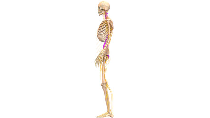 Spinal Cord Vertebral Column of Human Skeleton System Anatomy