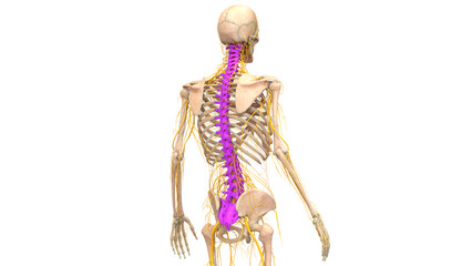 Spinal Cord Vertebral Column of Human Skeleton System Anatomy