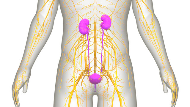 recommend clip art: Human Urinary System Kidneys with Bladder Anatomy