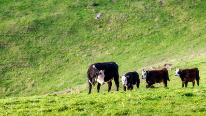 Naklejka premium cows in the field