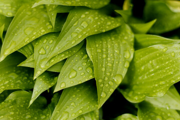 Foliage with rain drops - close up