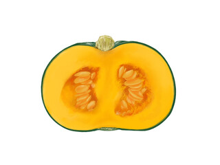 半分に切った西洋かぼちゃのリアルな水彩イラスト