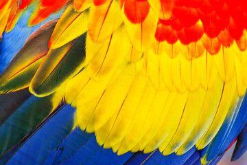 Colorful of feather macaw parrot. Scarlet macaw parrot
