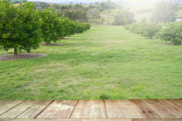 Wooden plank against orchard orange background.
