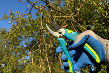 Cut branch use branch cutter. Cutting branches on apple tree use Garden pruning shears. Trimming...