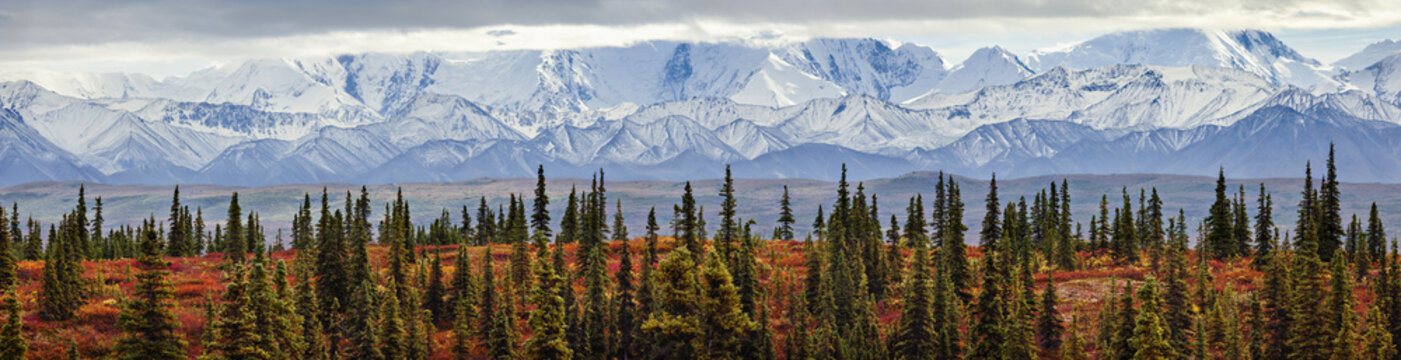 Panorama Of The Taiga (Boreal) Forest And Tundra Near Wonder Lake In Denali National Park, Interior Alaska, With The Snow-Covered Mountains Of The Alaska Range Near The Base Of Mt. Mckinley In The Bac