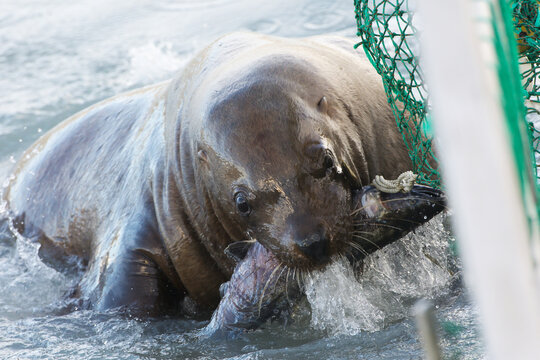 Sea Lion Steals A Silver Salmon Out Of A Fishernet; Valdez, Alaska, United States Of America