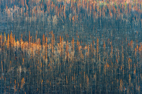 Wildfire At Yukon River; Carmacks, Yukon, Canada
