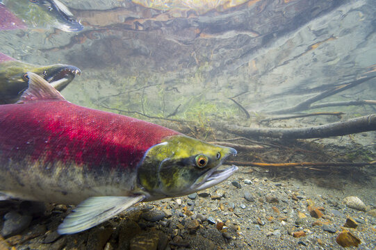 Close Up Of Female Sockeye Salmon (Oncorhynchus Nerka); Cordova, Alaska, United States Of America
